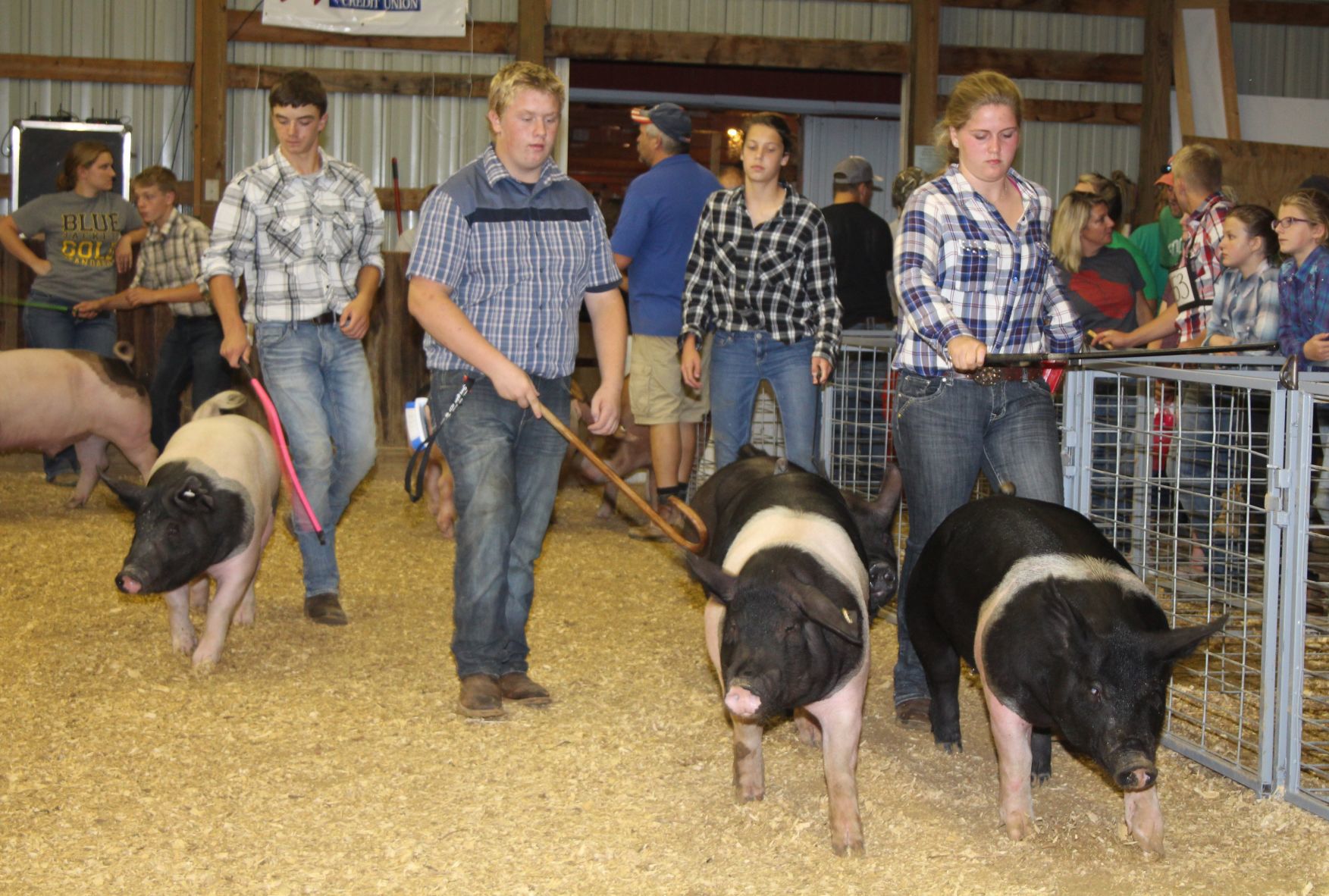 Swell swine
